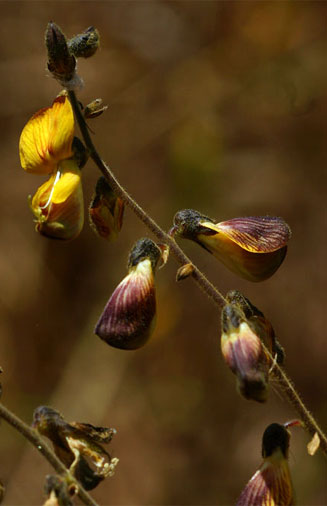 Rhynchosia insignis