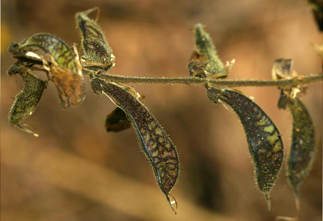 Rhynchosia insignis