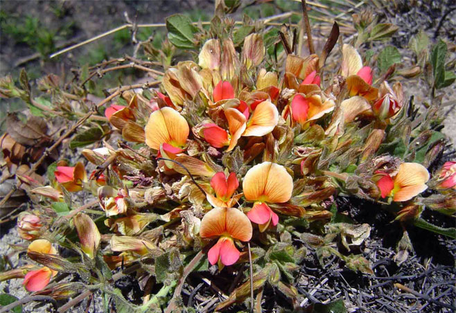 Rhynchosia monophylla