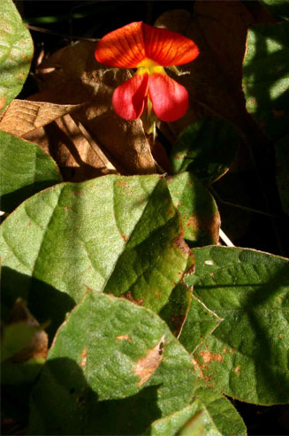 Rhynchosia monophylla