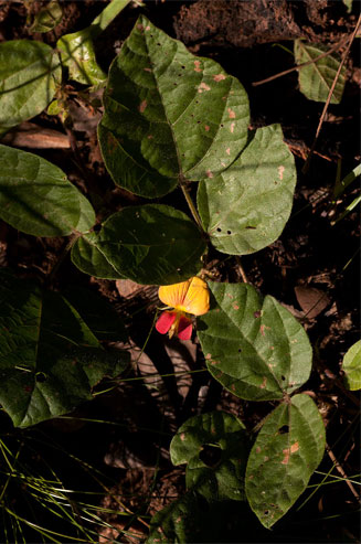 Rhynchosia monophylla