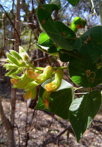 Rhynchosia resinosa