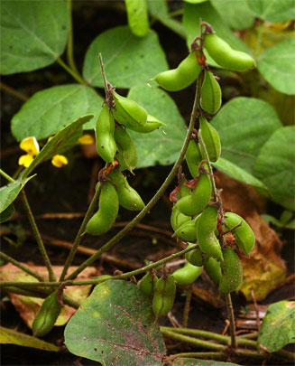 Rhynchosia sublobata