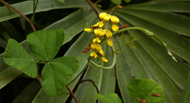 Rhynchosia sublobata