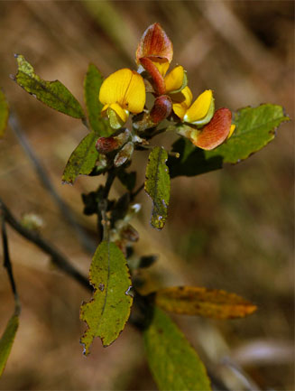 Eriosema affine