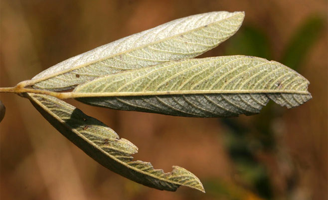 Eriosema affine