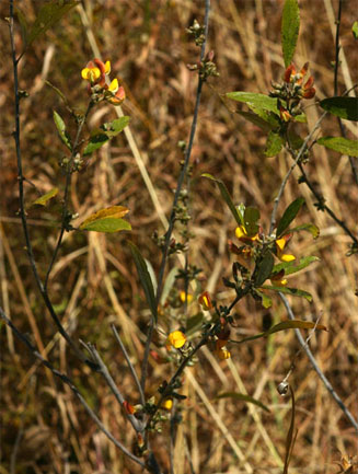 Eriosema affine