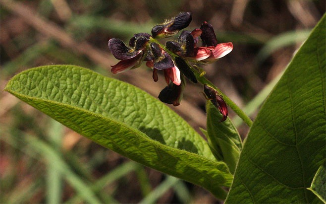 Eriosema chrysadenium