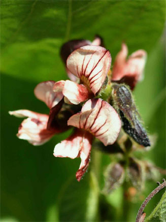 Eriosema chrysadenium