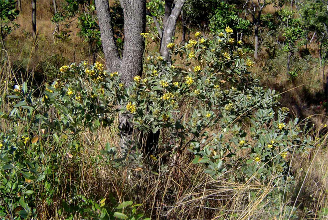Eriosema ellipticum