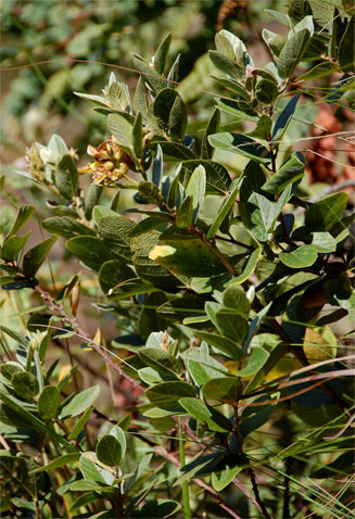 Eriosema ellipticum