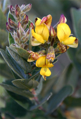 Eriosema ellipticum