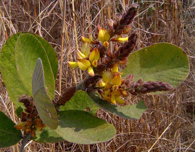 Eriosema englerianum