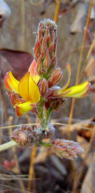 Eriosema englerianum