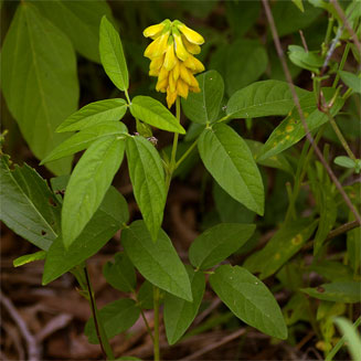 Eriosema macrostipulum