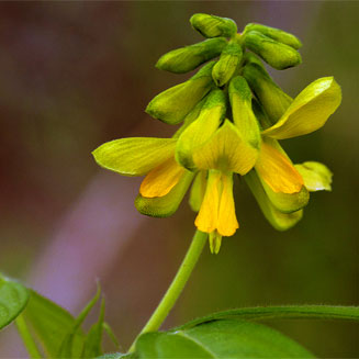Eriosema macrostipulum
