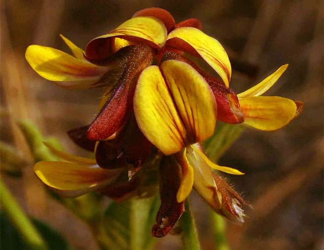 Eriosema pauciflorum