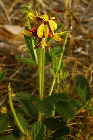 Eriosema pauciflorum