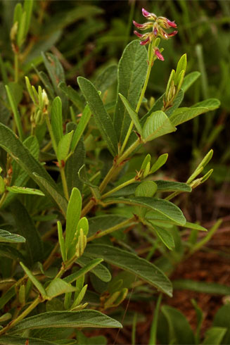 Eriosema pauciflorum