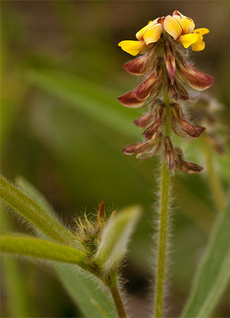 Eriosema shirense