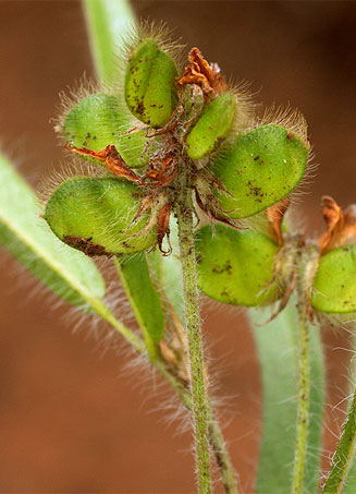 Eriosema shirense