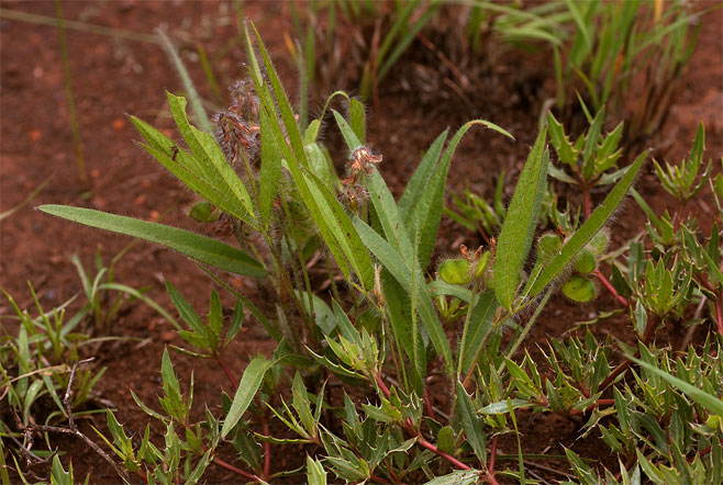 Eriosema shirense
