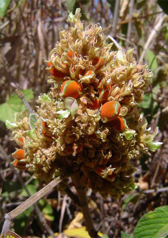 Flemingia grahamiana