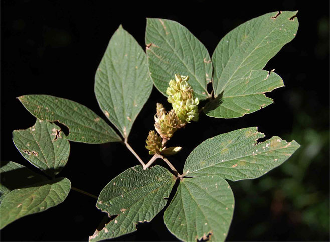 Flemingia grahamiana