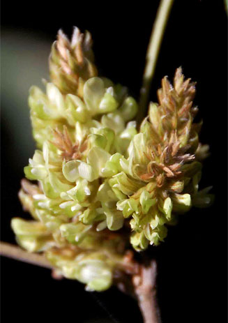 Flemingia grahamiana