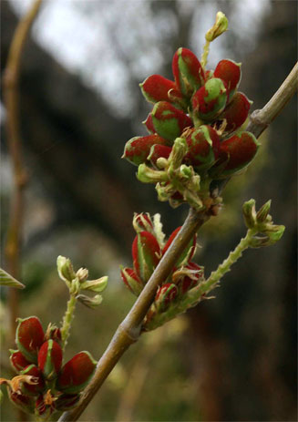 Flemingia grahamiana