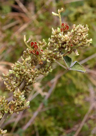 Flemingia grahamiana