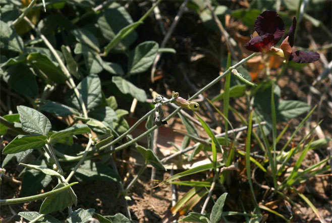 Macroptilium atropurpureum