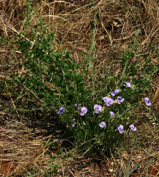 Vigna frutescens 