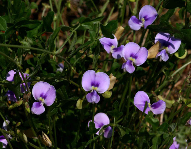 Vigna frutescens 