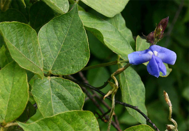 Vigna gazensis