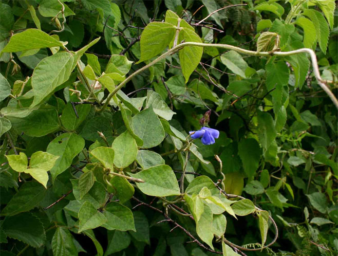 Vigna gazensis