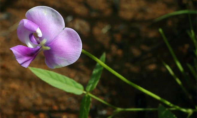 Vigna vexillata (Wild sweatpea)