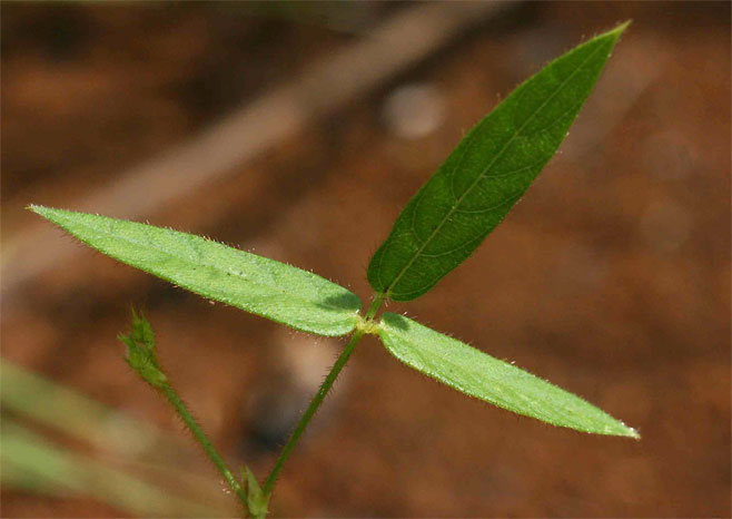 Vigna vexillata (Wild sweatpea)