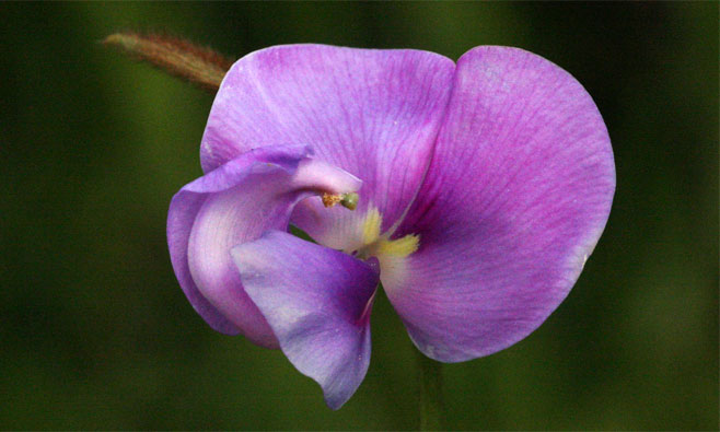 Vigna vexillata (Wild sweatpea)