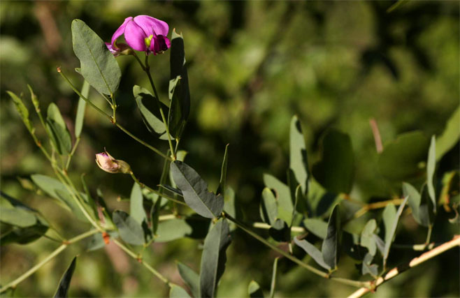 Otoptera burchellii