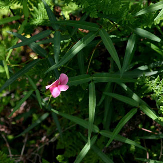 Sphenostylis stenocarpa