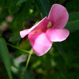 Sphenostylis stenocarpa