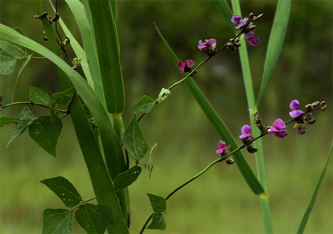 Lablab purpureus