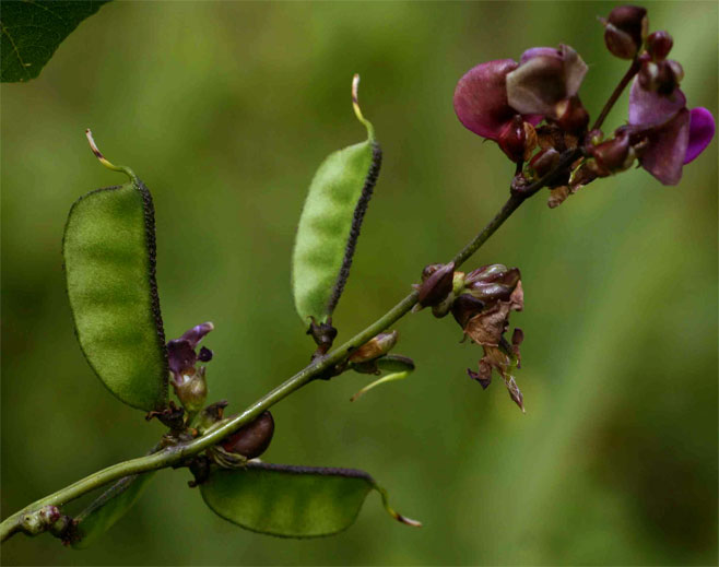 Lablab purpureus