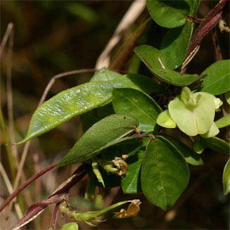 Macrotyloma axillare 