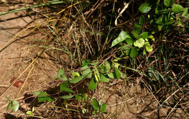 Macrotyloma axillare 