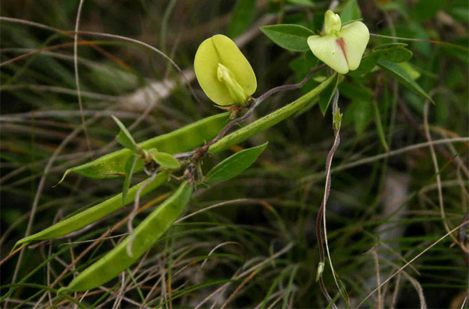Macrotyloma axillare 