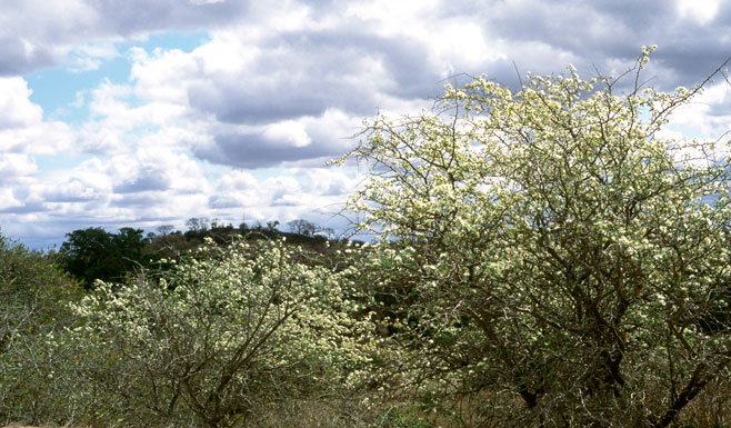 Albizia anthelmintica