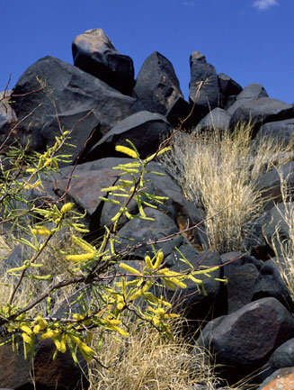 Elephantorrhiza suffruticosa