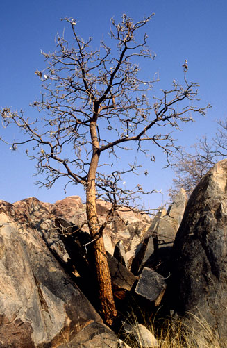 Erythrina decora (Namib coral-tree)